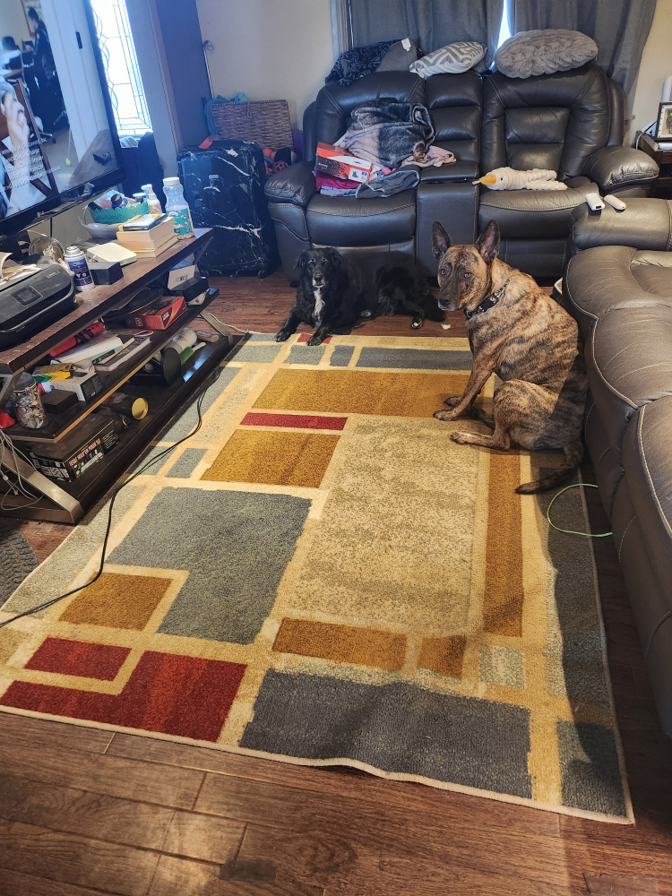 Large Area Rug $30