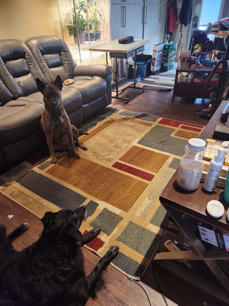 Large Area Rug $30 - photo 3