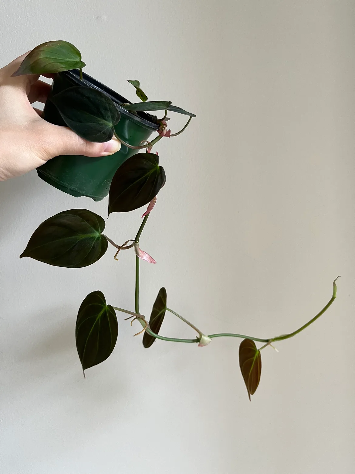 Philodendron Mican thumbnail