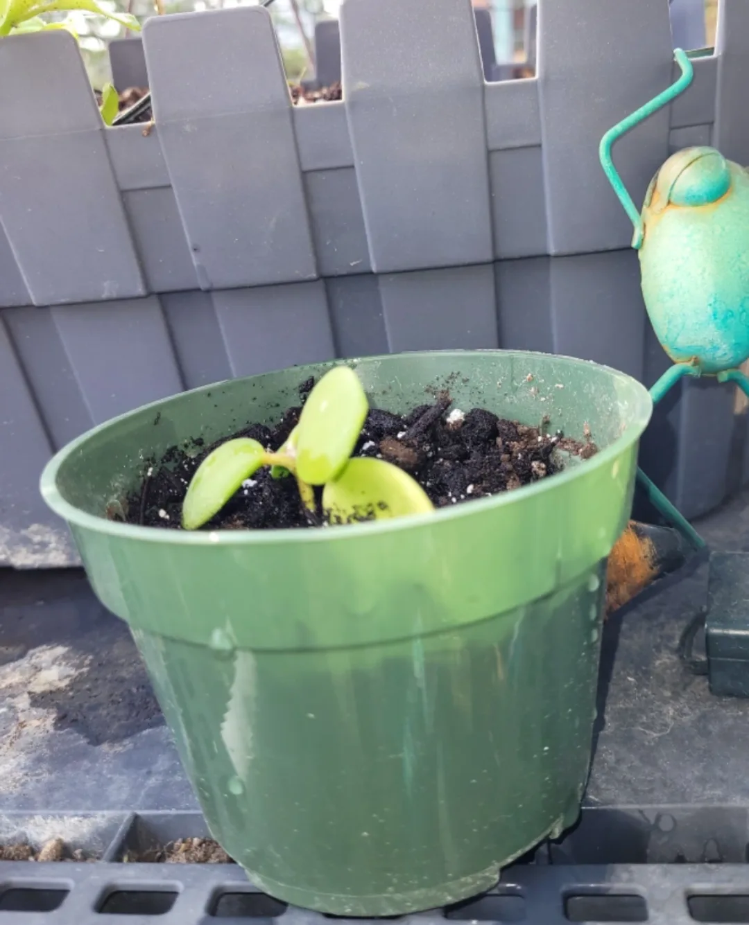 Free house plant thumbnail
