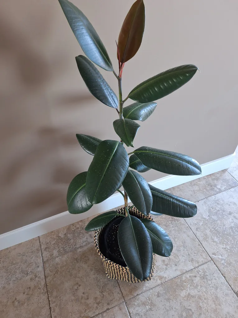 Healthy Rubber Plant, 46 inches image indicator(2)