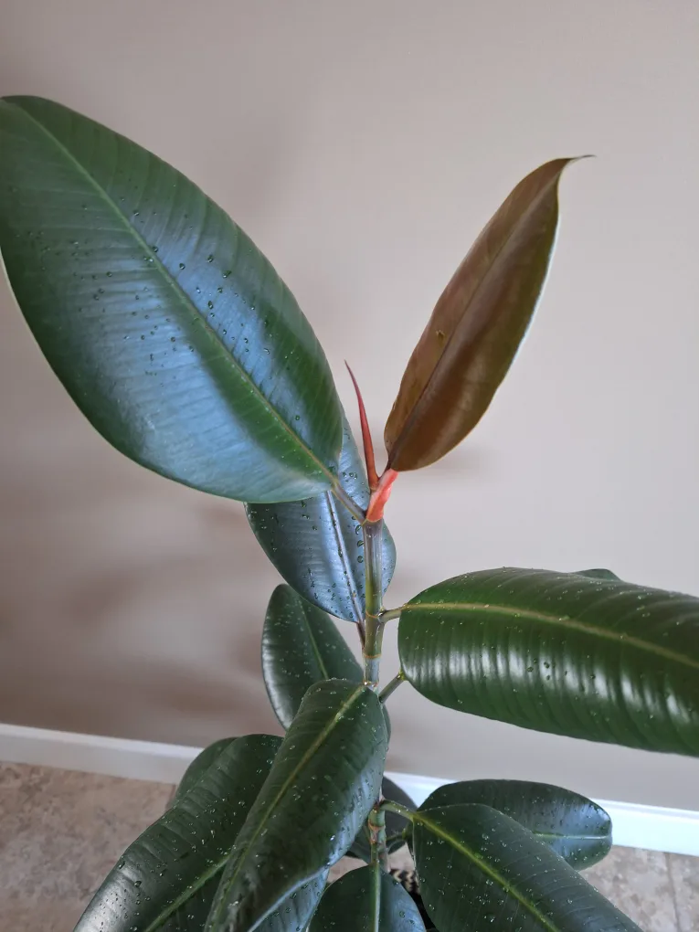 Healthy Rubber Plant, 46 inches image indicator(3)