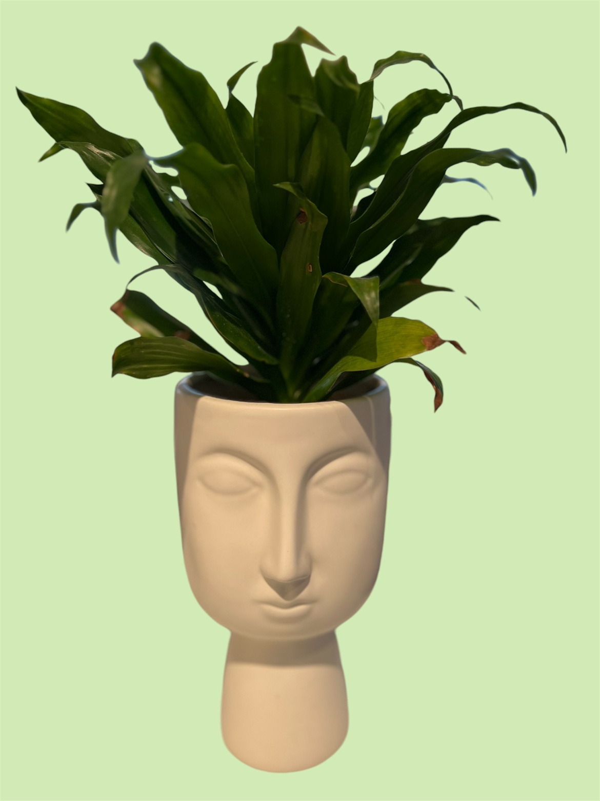 White Face Planter