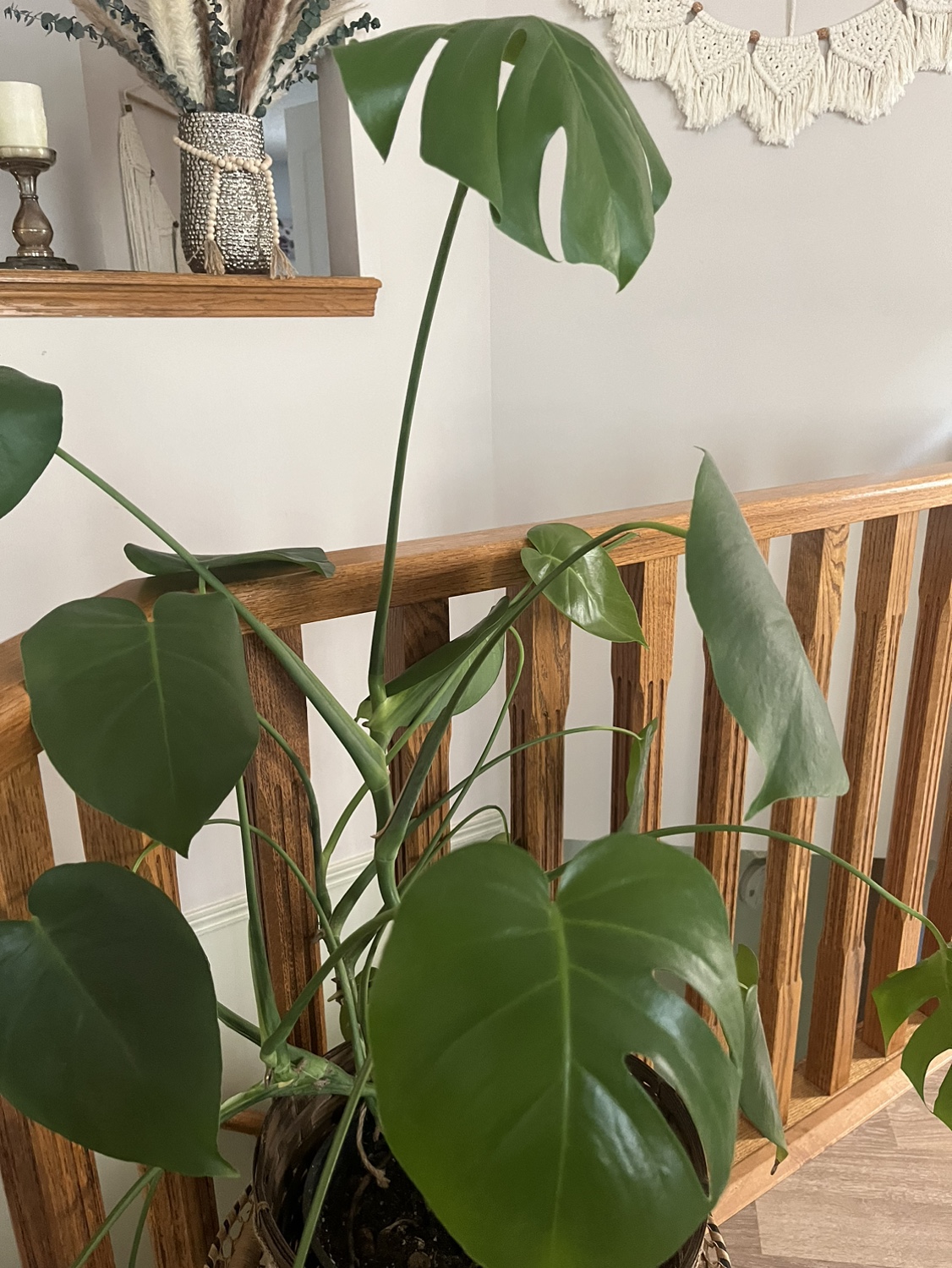 Monstera Deliciosa Plant. - photo 3