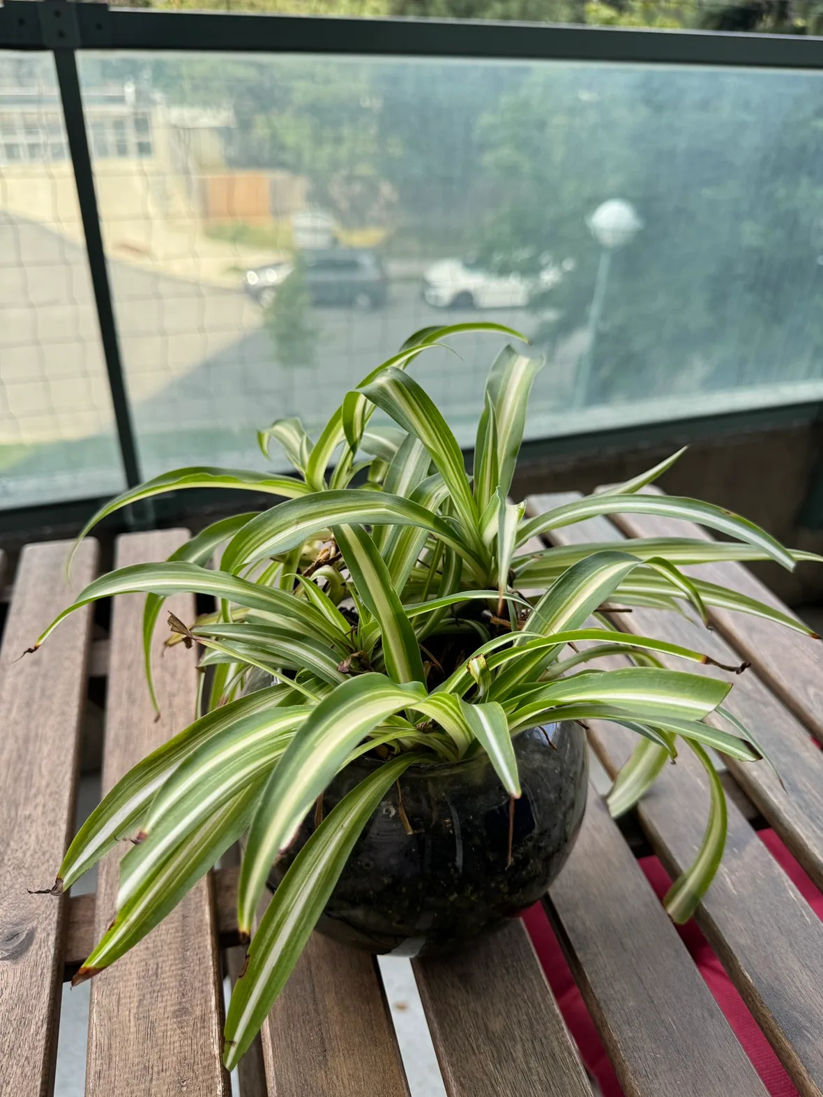 Spider plant thumbnail