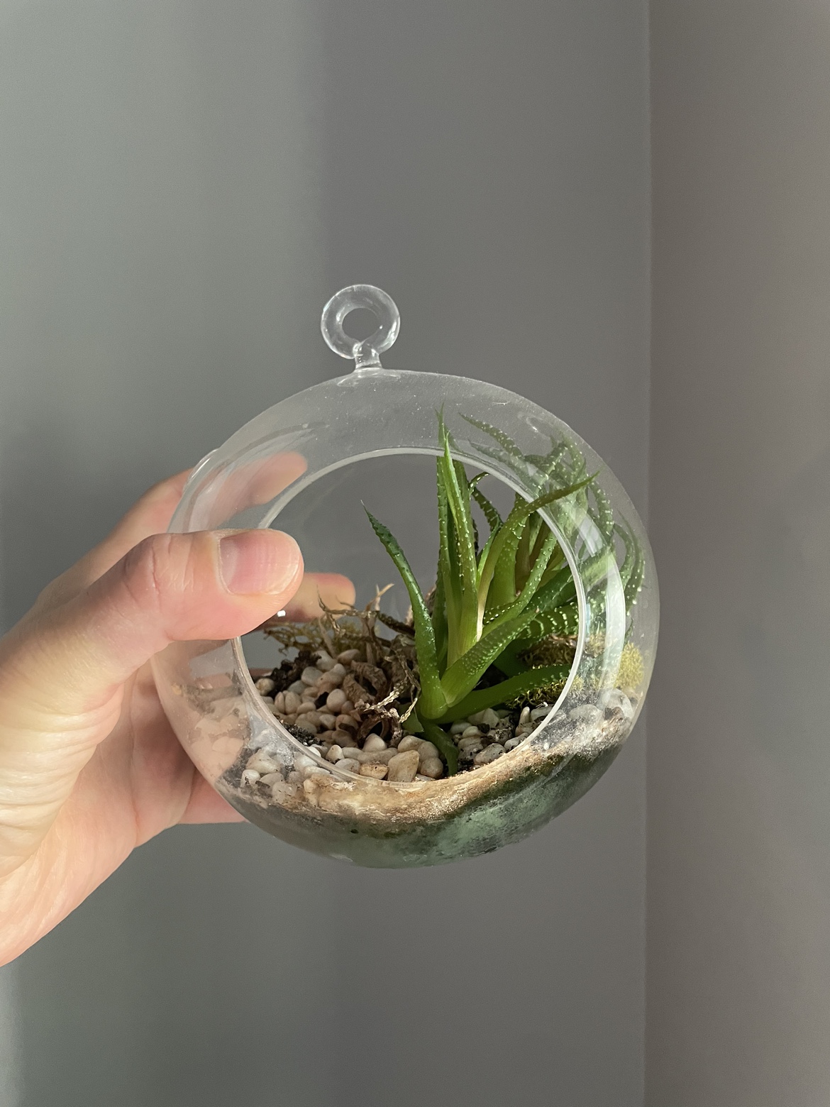 Two Small Succulents - photo 2