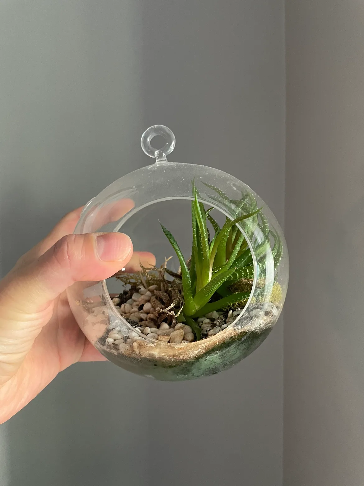 Two Small Succulents image indicator(2)