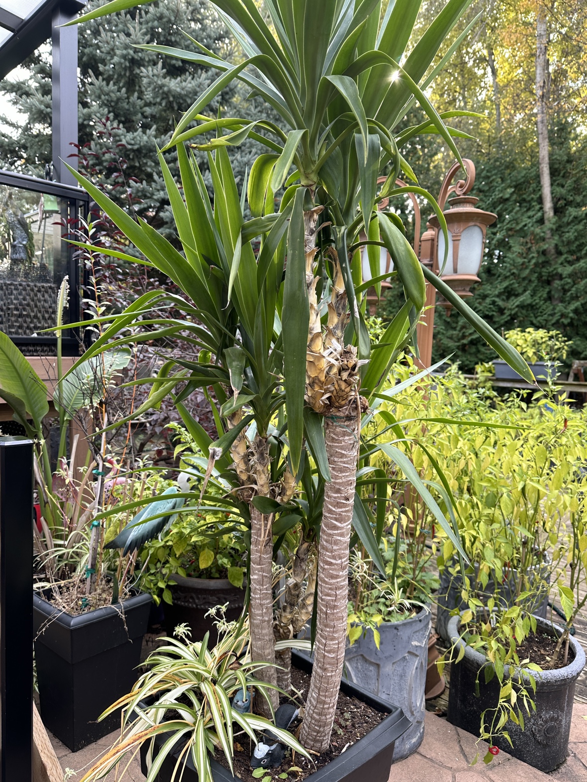 Yucca Plant - photo 2