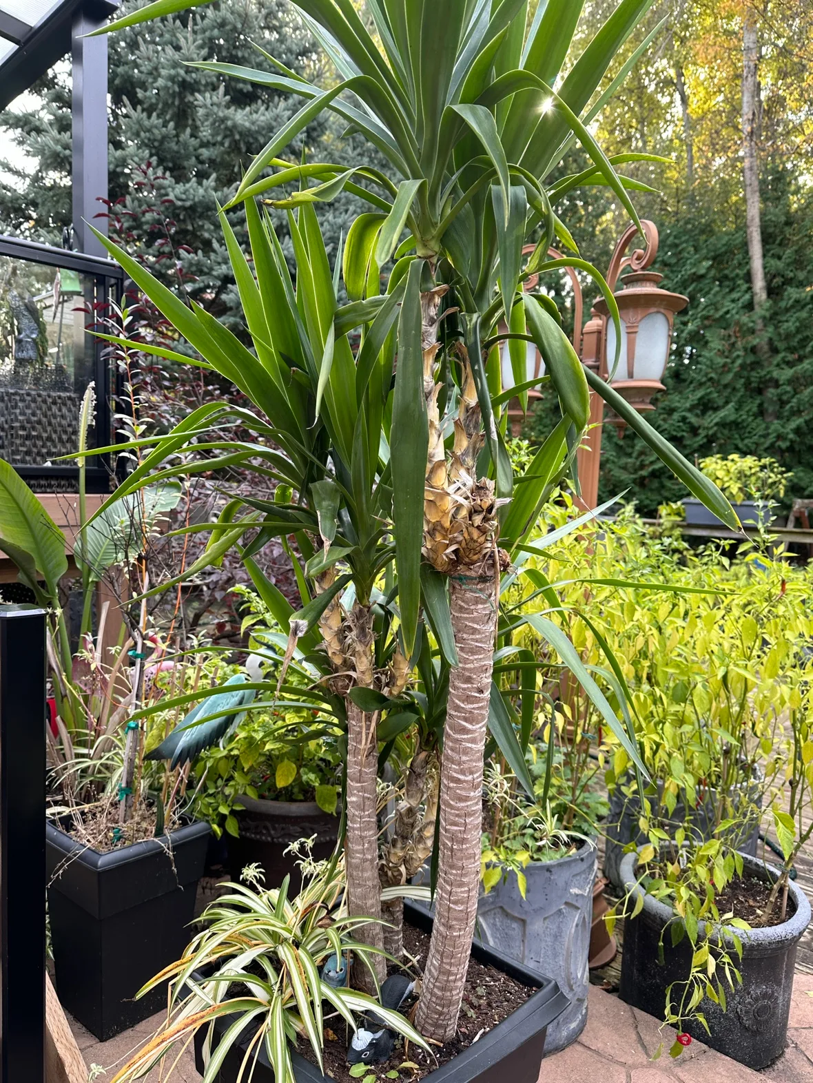 Yucca Plant image indicator(2)