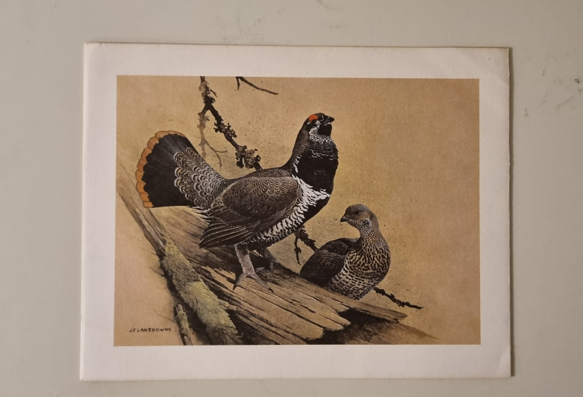 Set of 4 Christmas Cards Vintage Bird Prints - photo 2