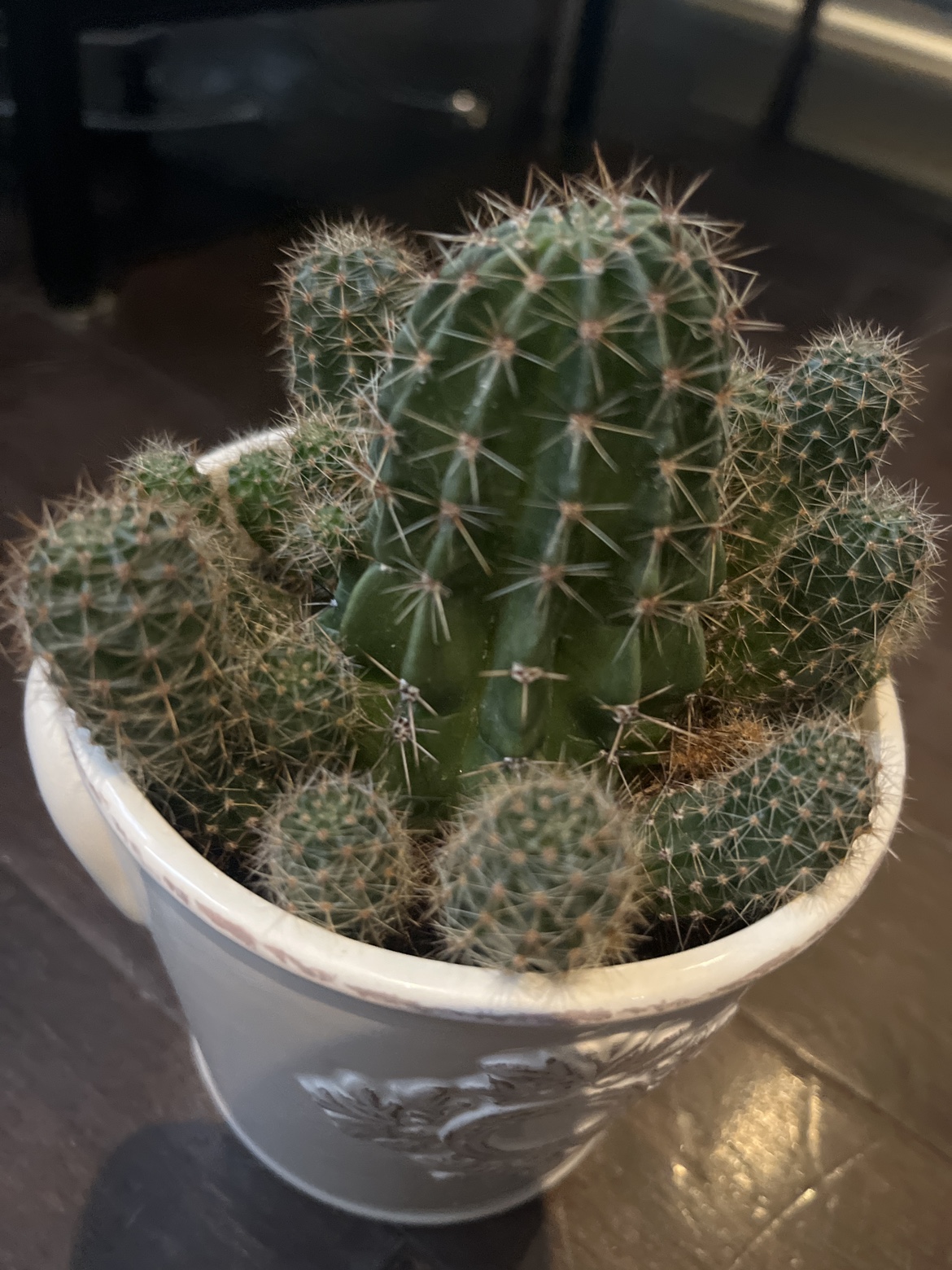 Cactus Plant - photo 2