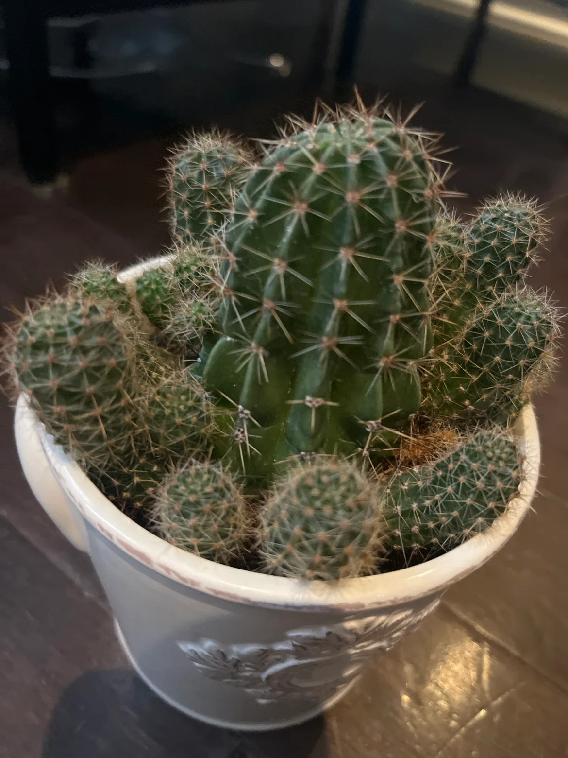 Cactus Plant image indicator(2)