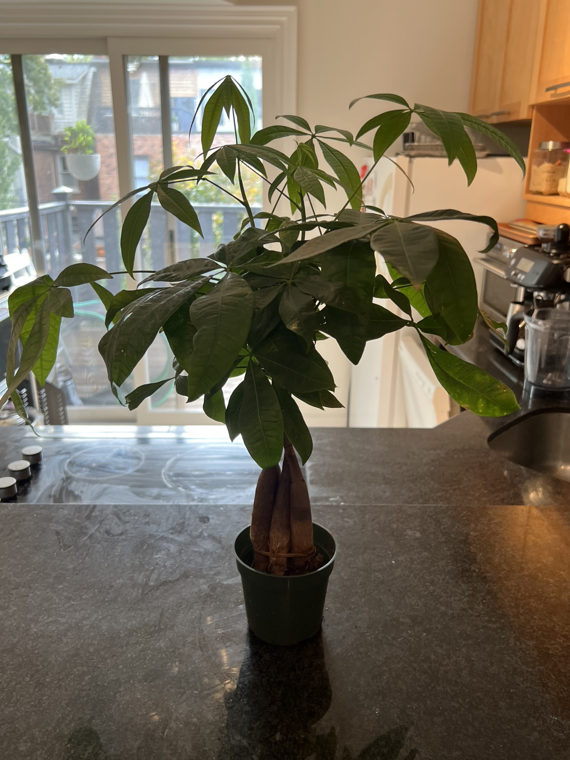 Braided Money Tree Plant