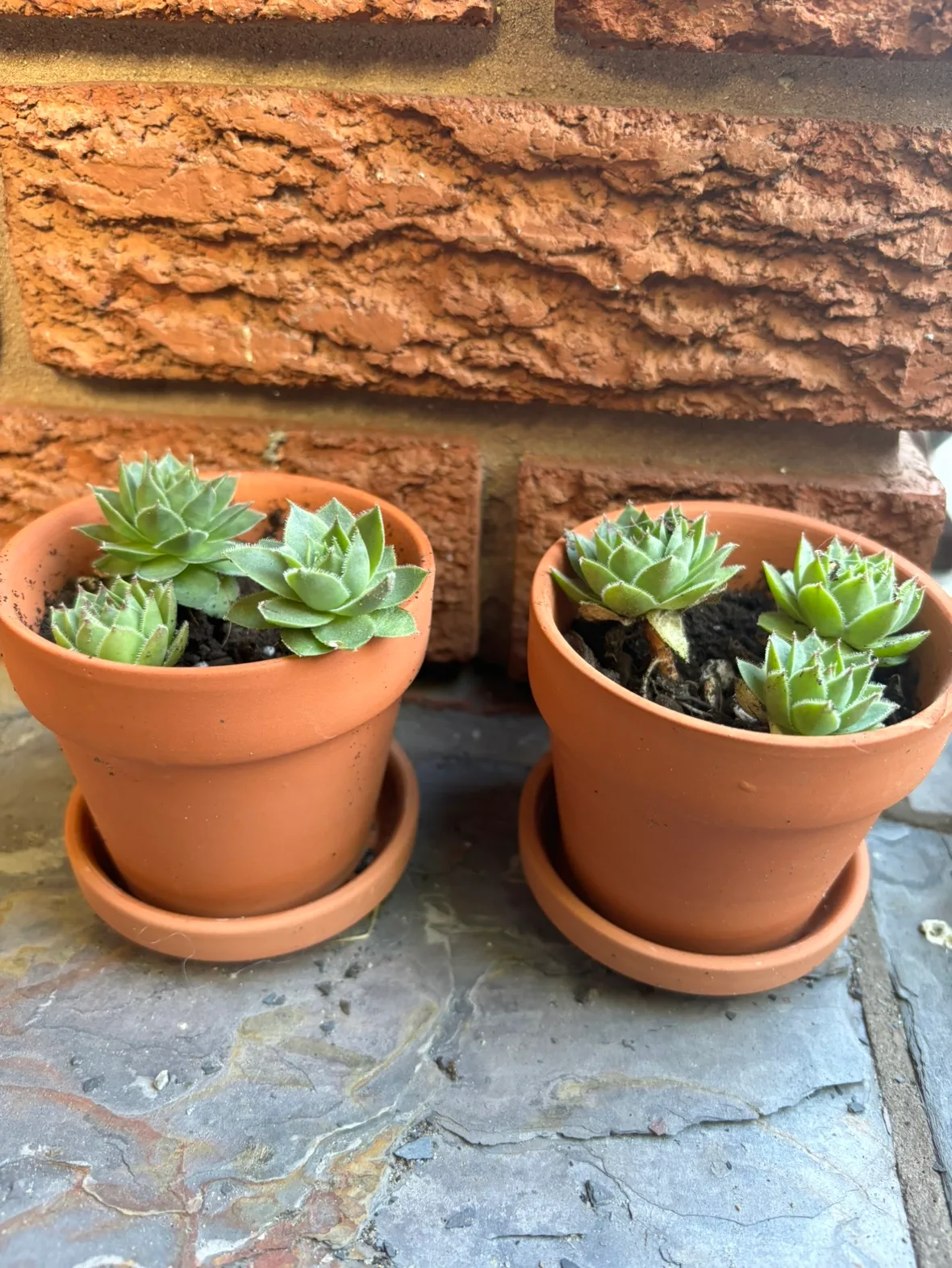 Succulents image indicator(2)