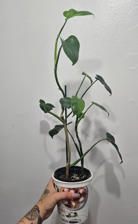 Philodendron Bipennifolium thumbnail