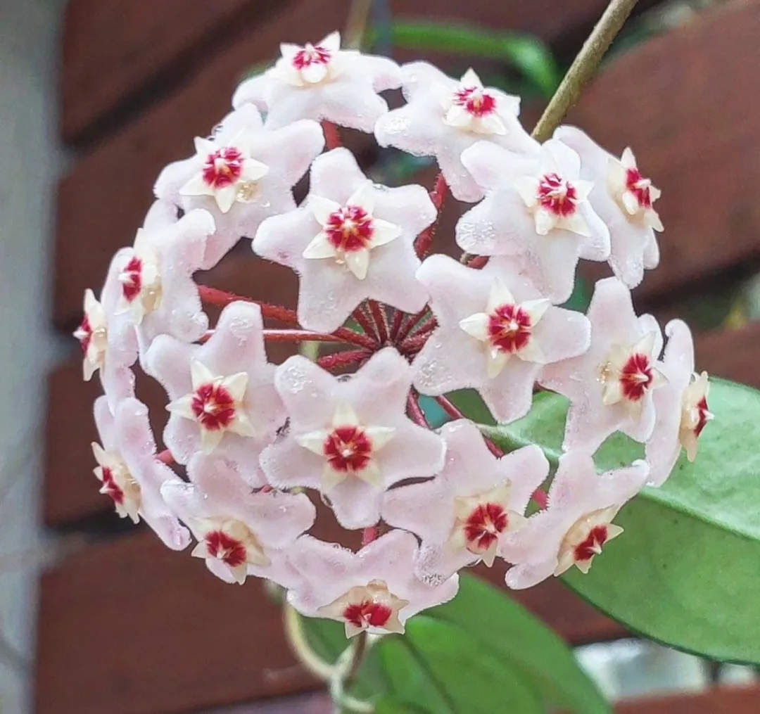 Hoya Krimson Queen Cutting image indicator(4)