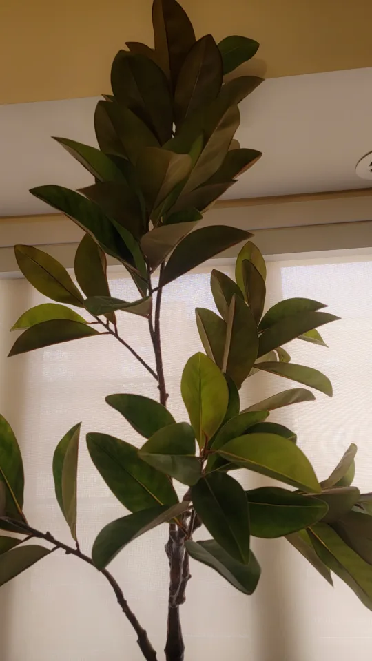 6ft Large Artificial Magnolia Tree image indicator(3)