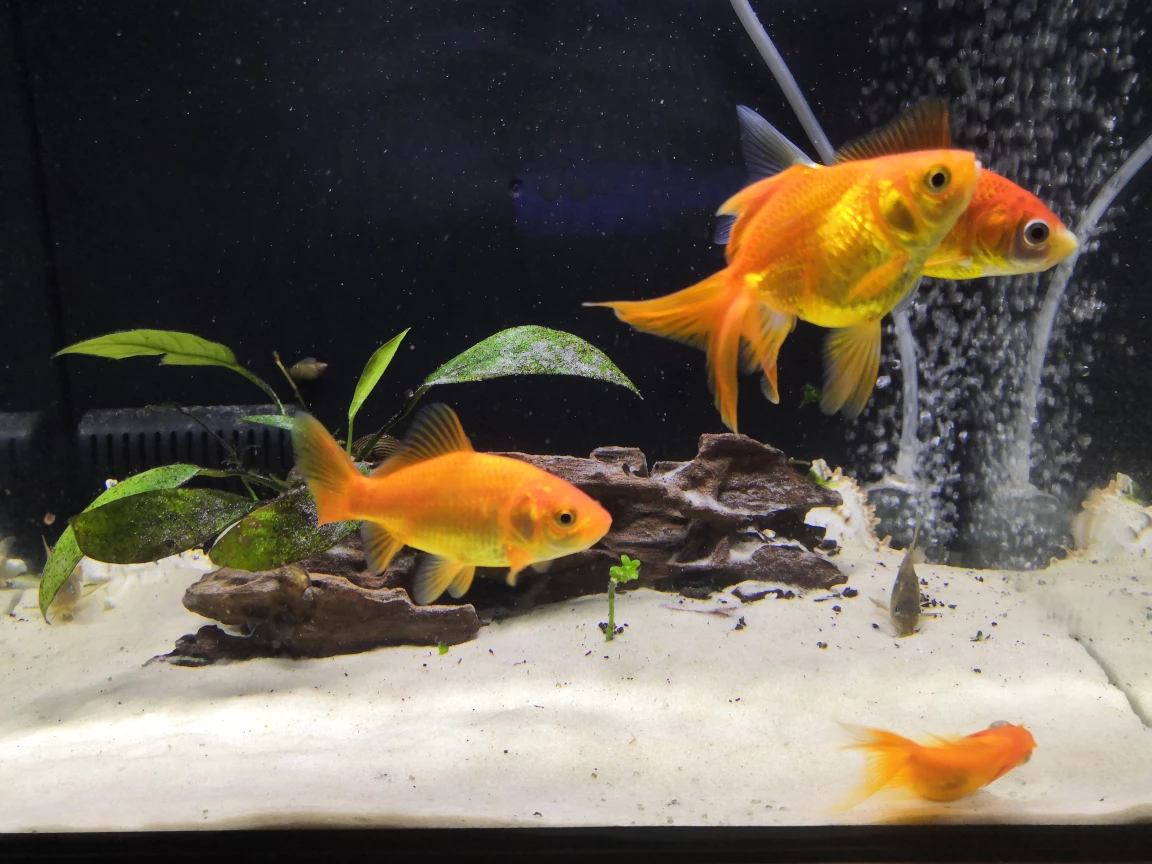 2 Common Goldfish & 2 Fantail Goldfish - To a GOOD HOME