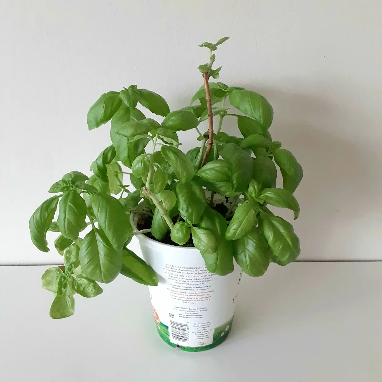 🌱 Green Basil 🌻 thumbnail