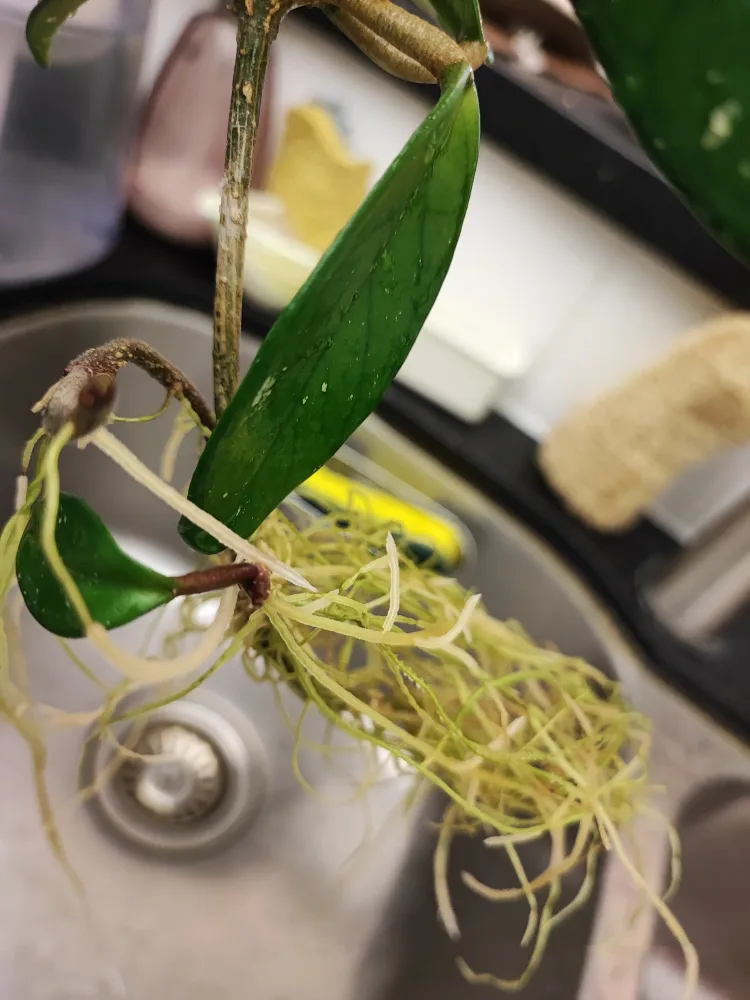 Hoya Krimson Queen Cutting image indicator(2)