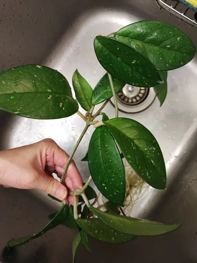 Hoya Krimson Queen Cutting image indicator(3)