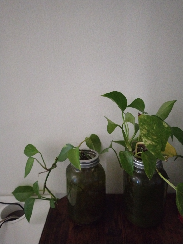 Two money plants with jars