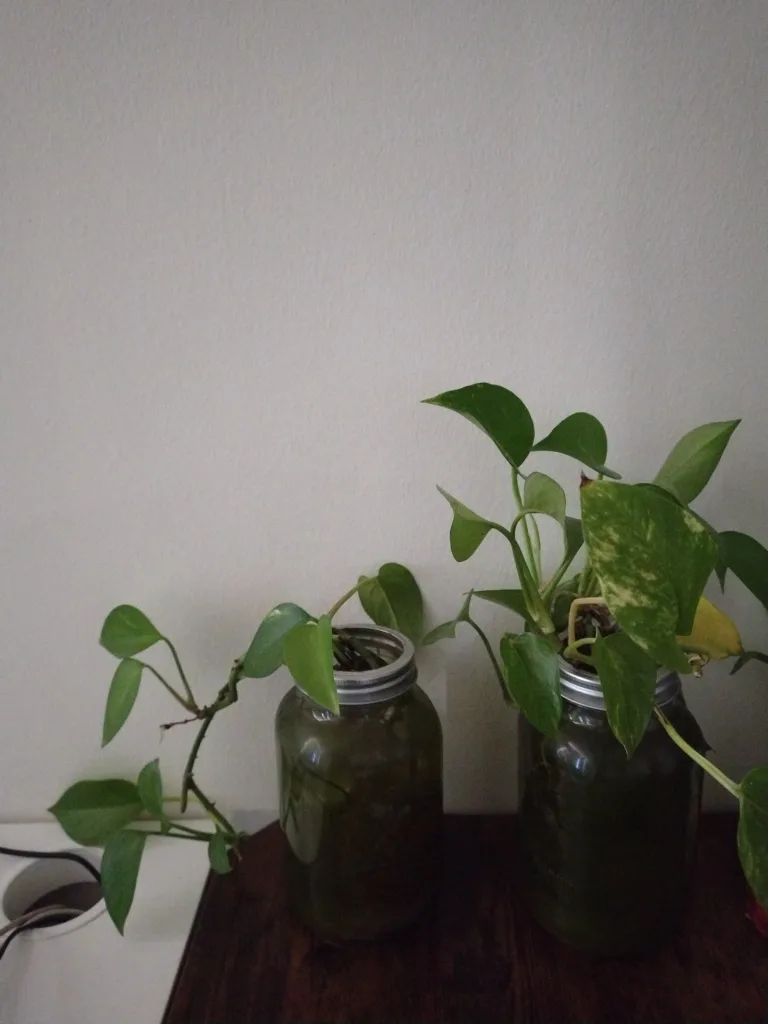 Two money plants with jars thumbnail