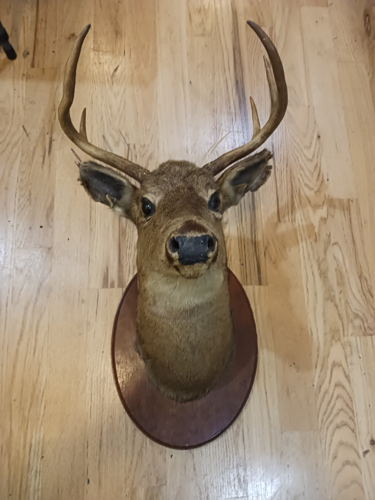 Taxidermy Deer Head Mount