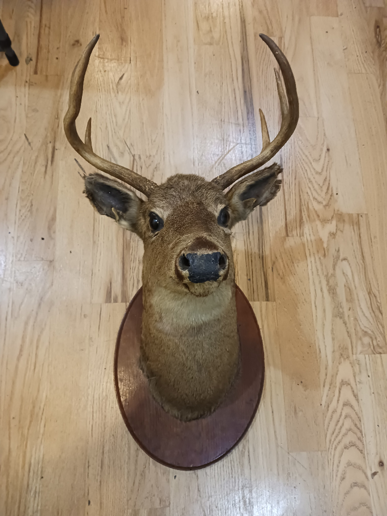 Taxidermy Deer Head Mount - photo 2