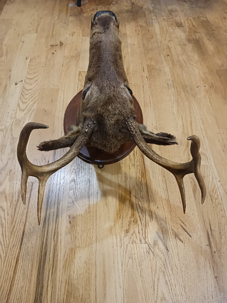 Taxidermy Deer Head Mount - photo 3