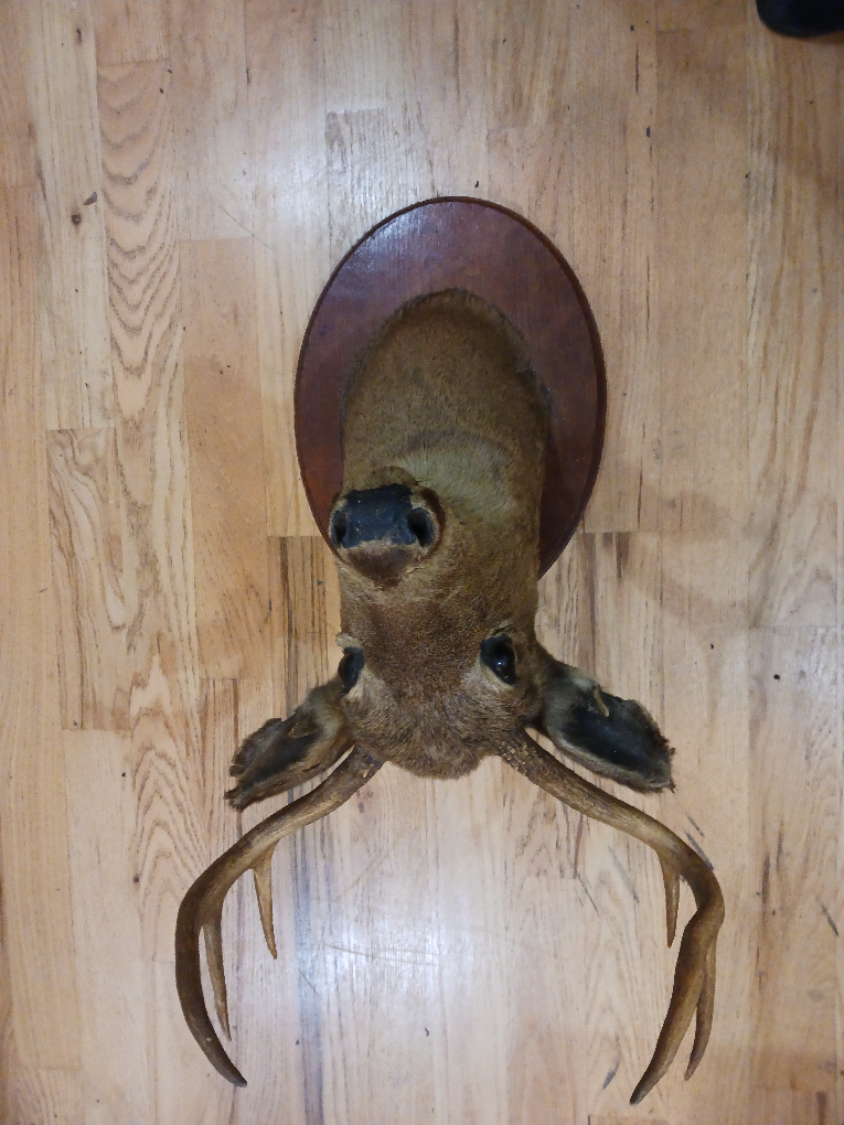 Taxidermy Deer Head Mount - photo 4