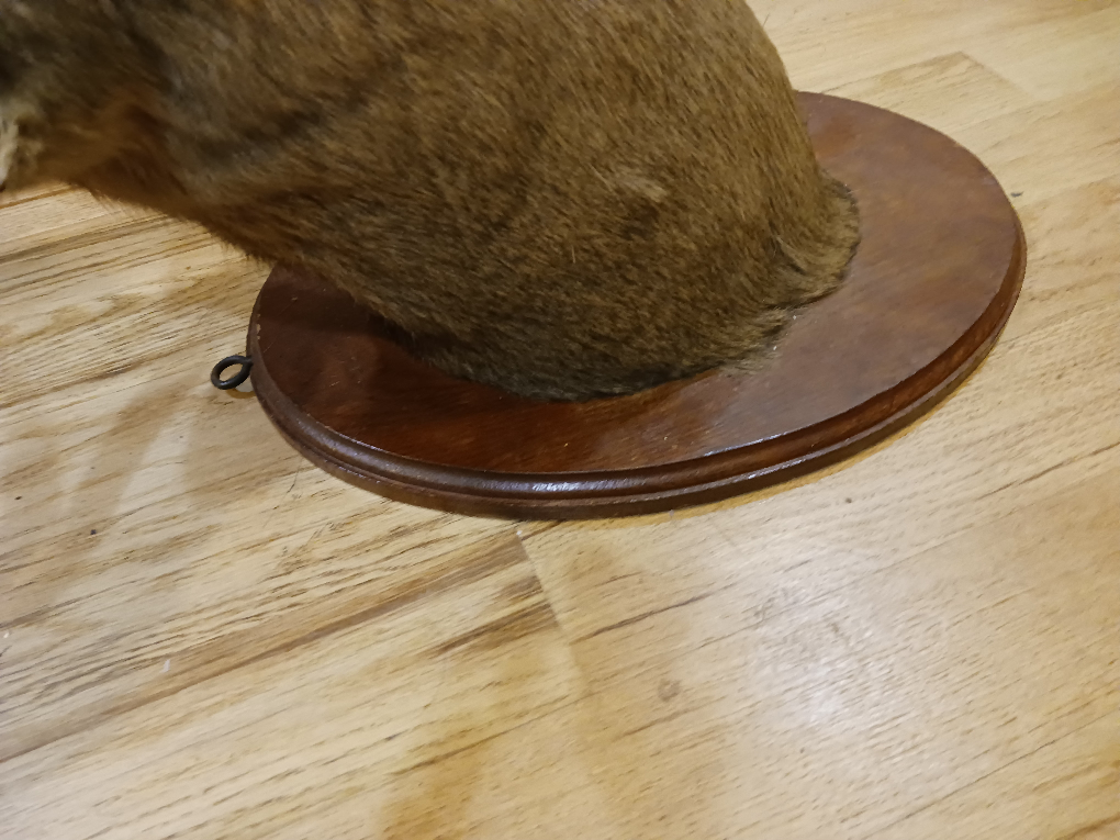Taxidermy Deer Head Mount - photo 5