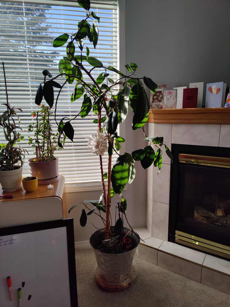 Rubber Plant