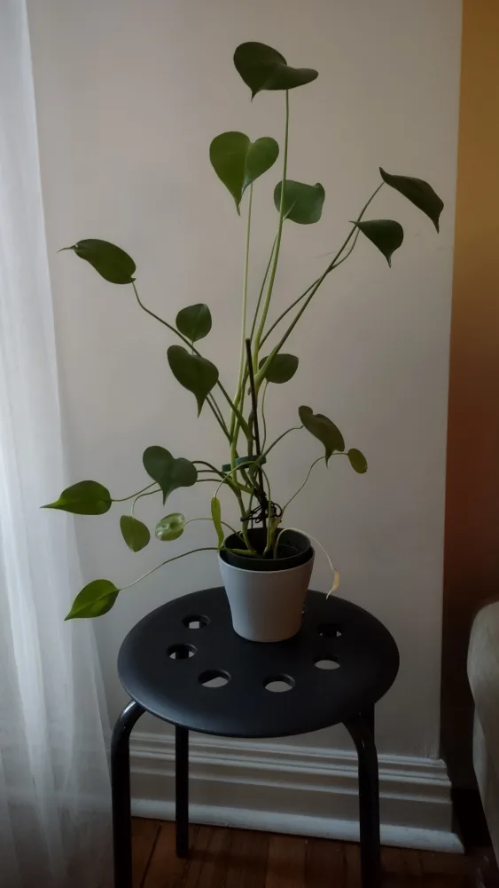 Small monstera deliciosa image indicator(2)