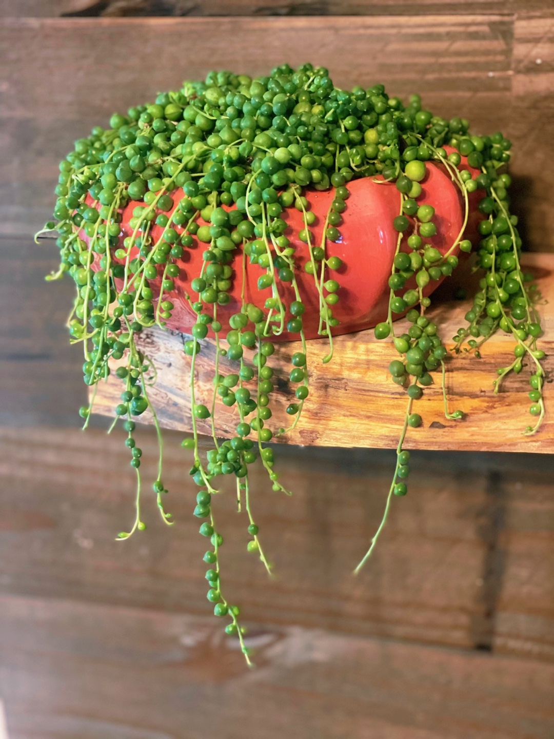String of Pearls Plant in Pink Pot