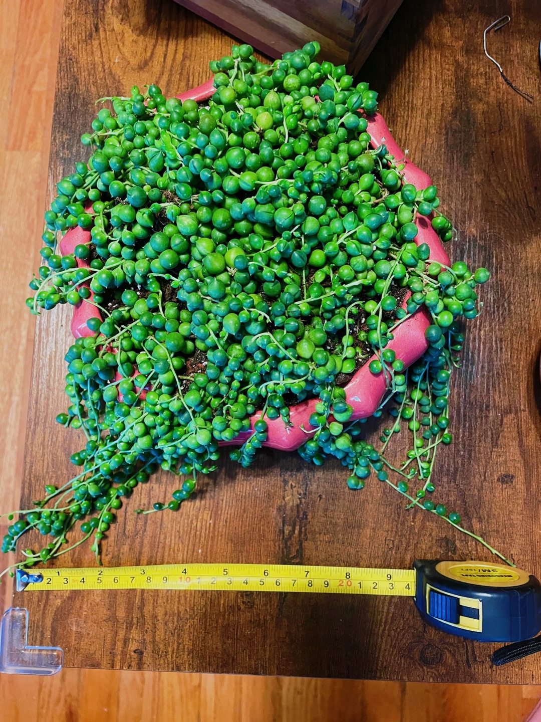 String of Pearls Plant in Pink Pot - photo 2