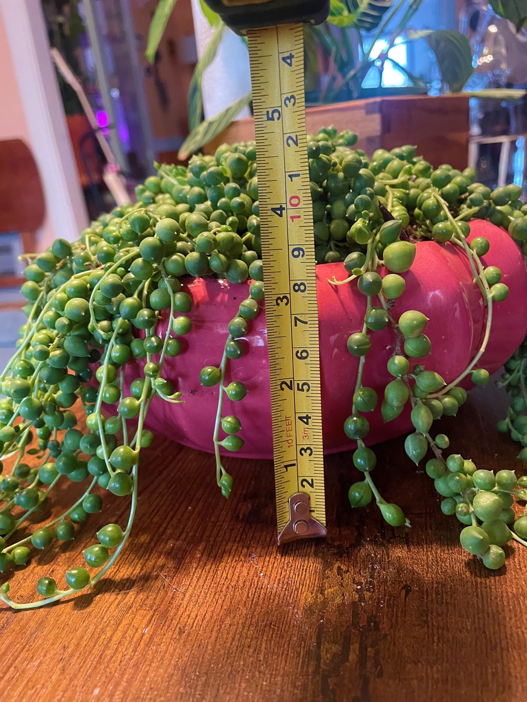 String of Pearls Plant in Pink Pot - photo 3