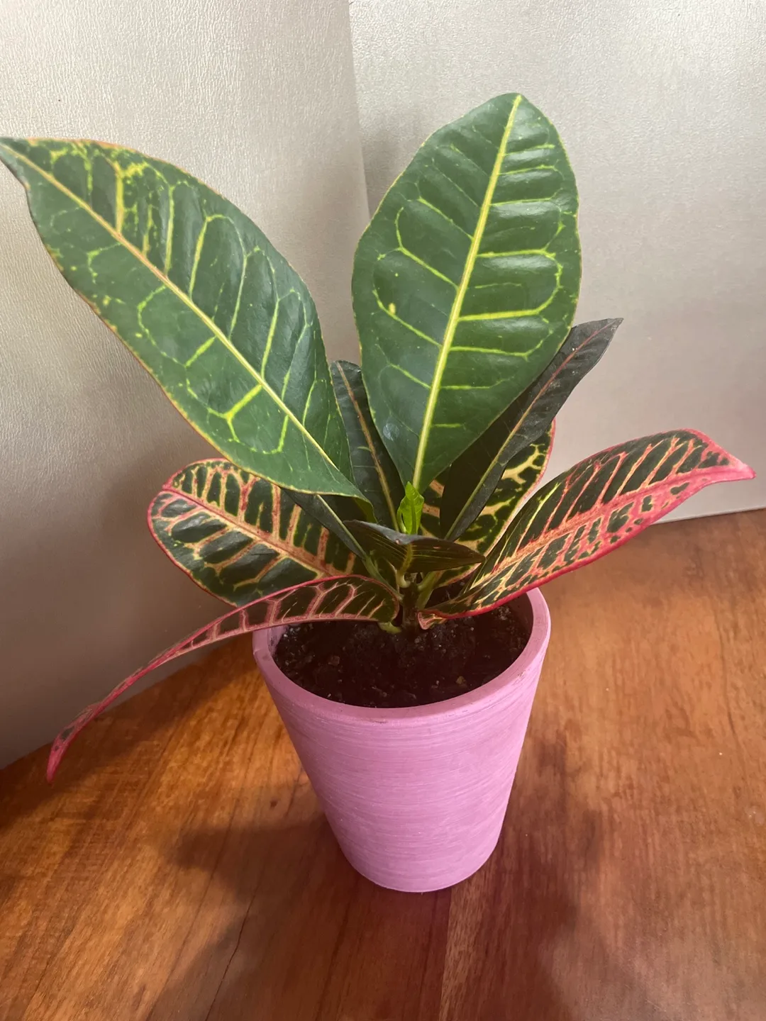 Croton Plant thumbnail