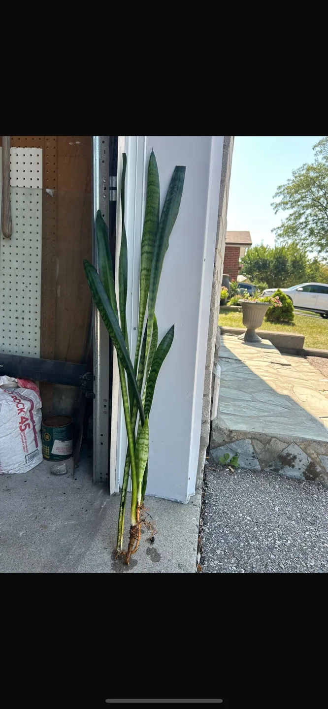 House Plants image indicator(2)