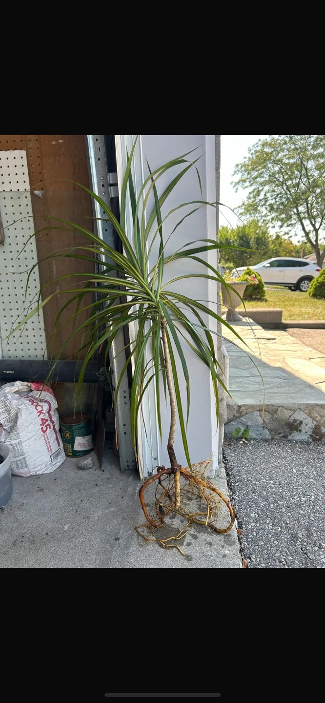 House Plants thumbnail