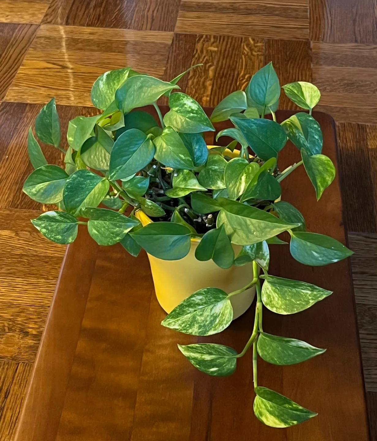 Potted plant. Pothos variegata. thumbnail