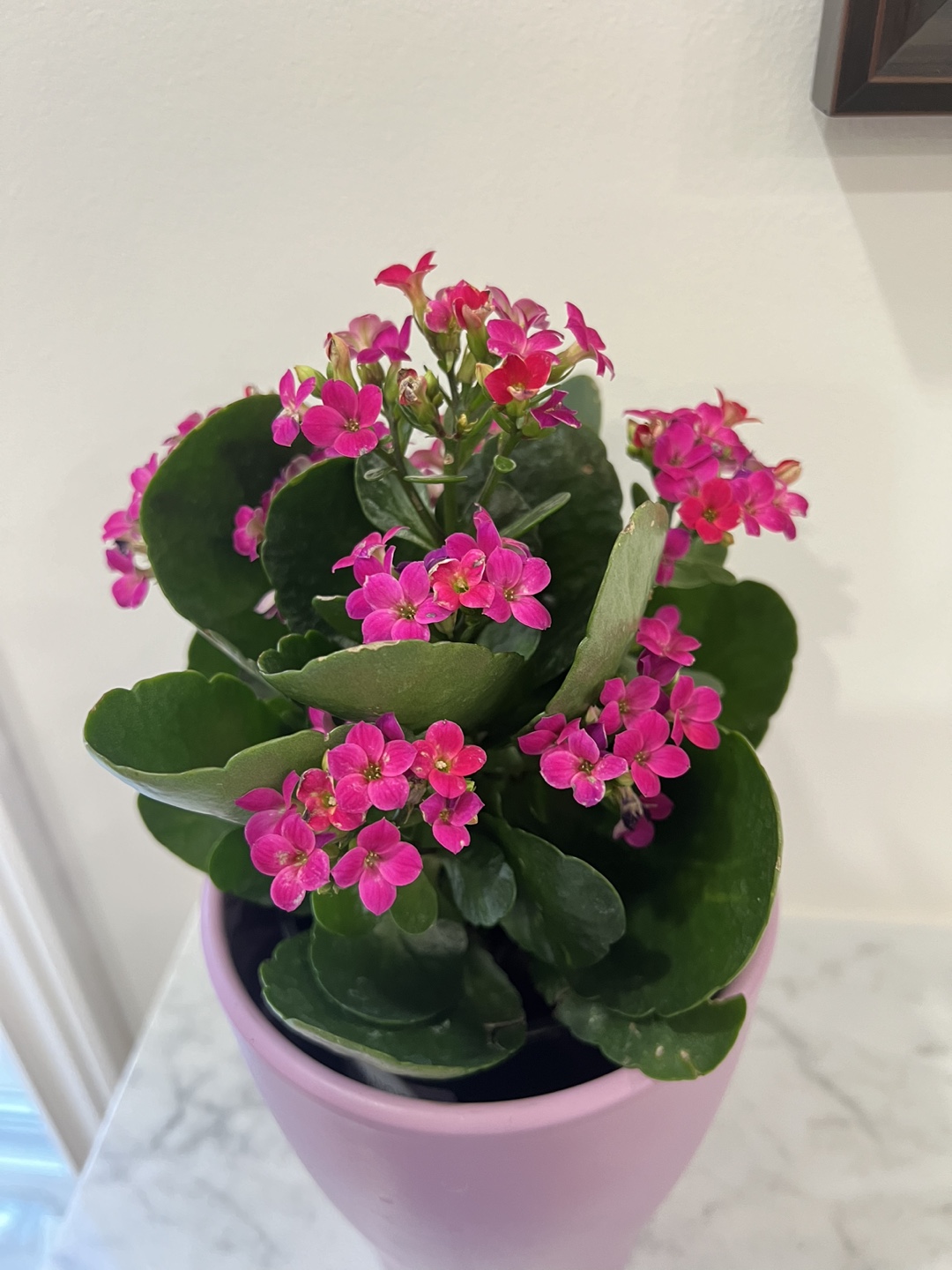 🌺 Pink Flowering Plant with Purple Pot 🪴