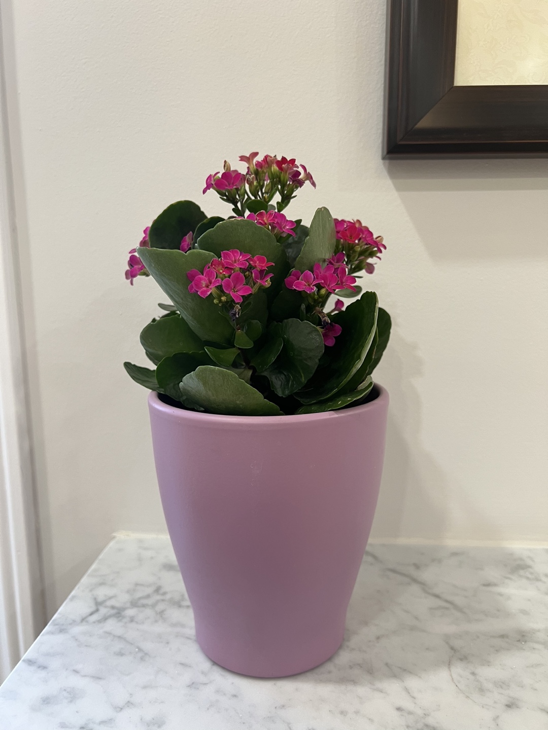🌺 Pink Flowering Plant with Purple Pot 🪴 - photo 2