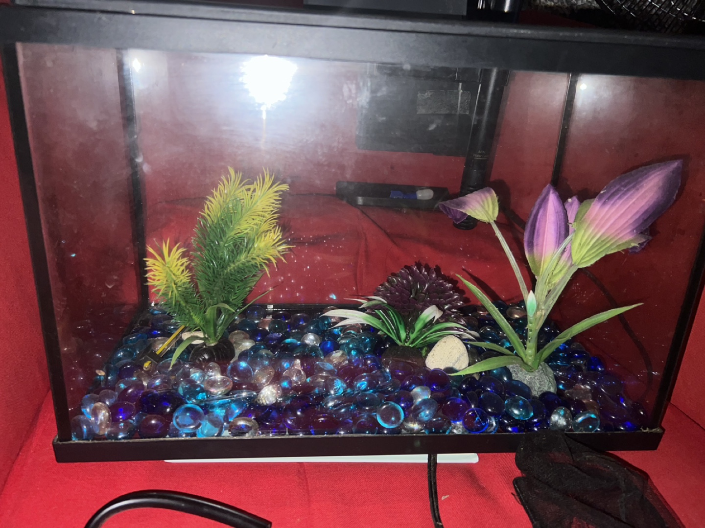 Small Fish Tank with Decorations