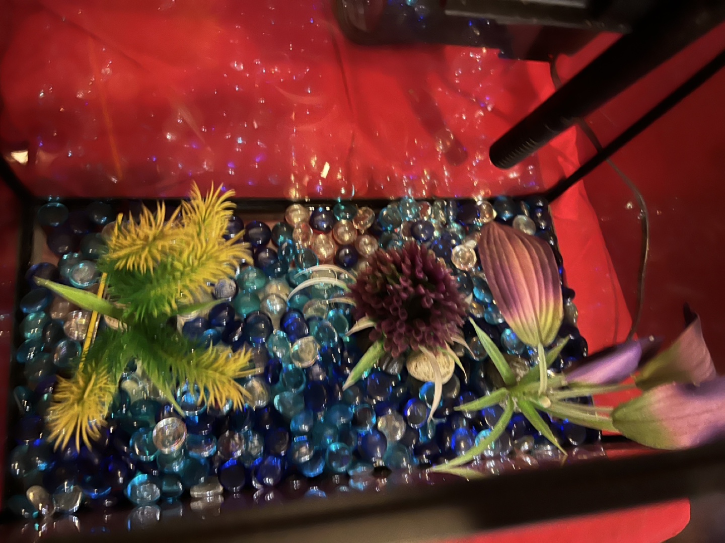 Small Fish Tank with Decorations - photo 3