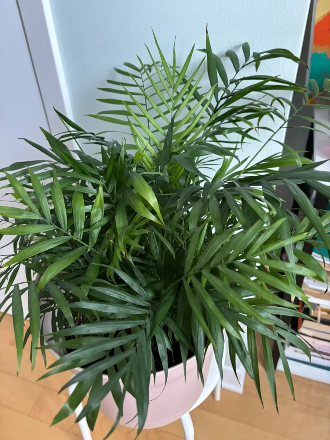 Large Parlour Palm Plant thumbnail