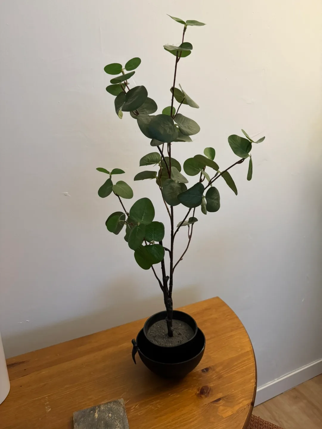 Artificial Eucalyptus Plant in Black Pot thumbnail