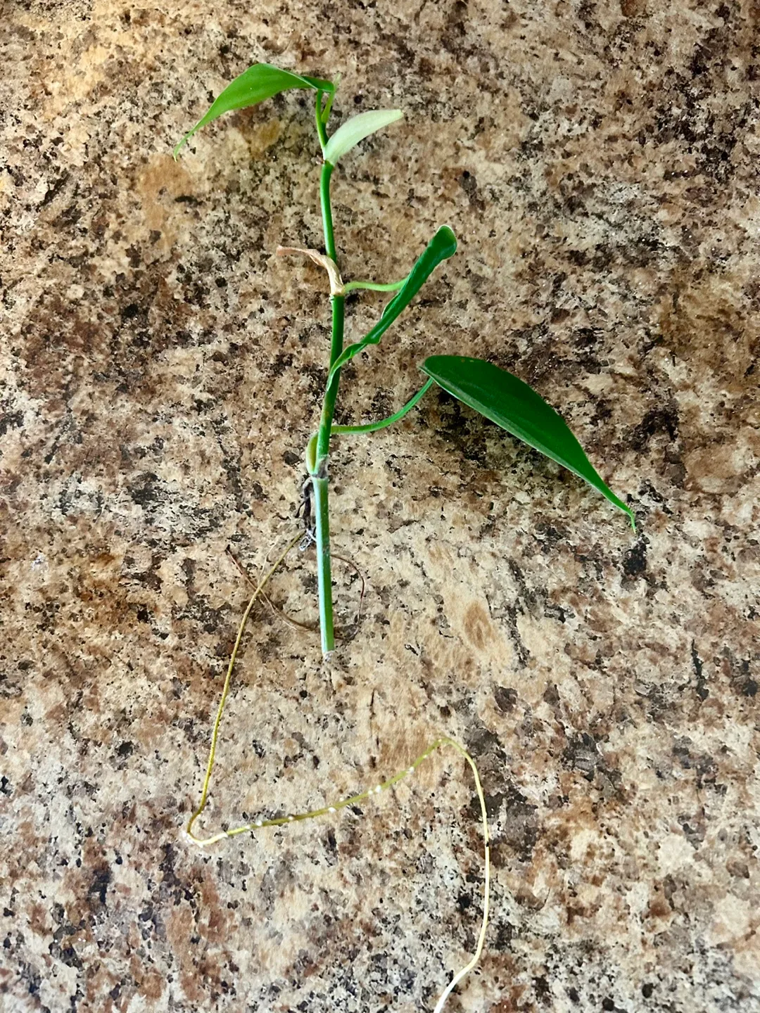 Dark Green Pothos Cutting (2 available) thumbnail
