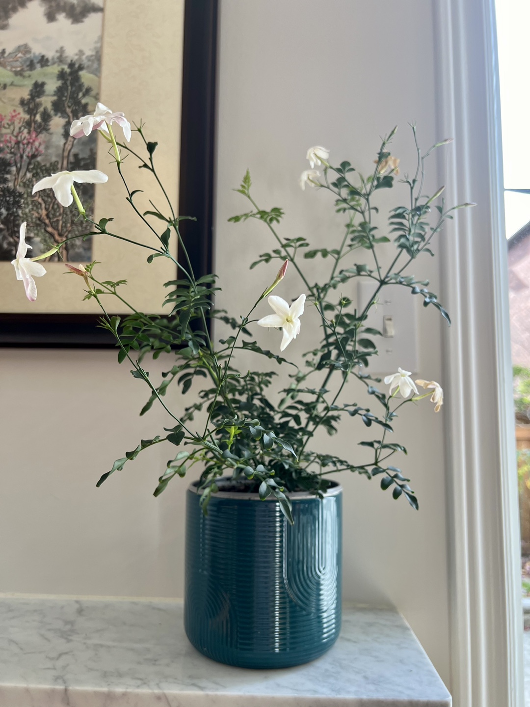 🪴 Aromatic Jasmine plant in teal pot 🌸