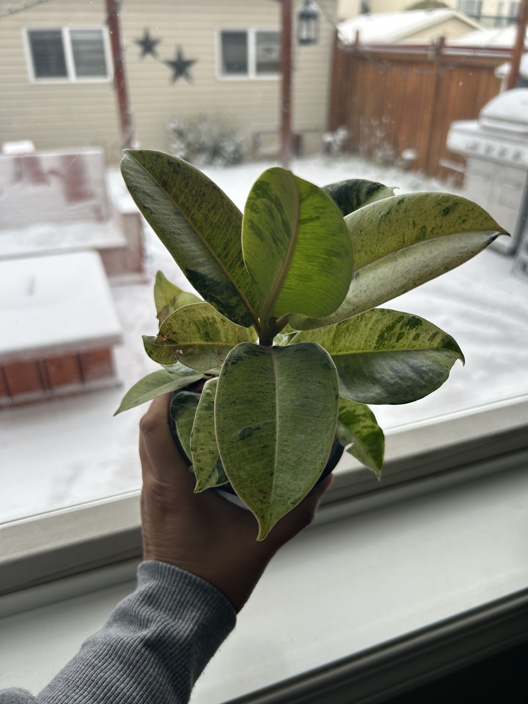 Ficus Variegated Plant - photo 4